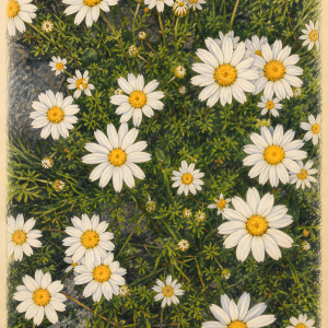 White Daisy Meadow | 3D Sculpted Metal Poster